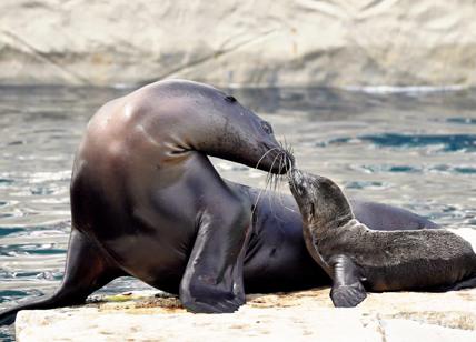 Fiocco rosa al Bioparco: è nata "Nami", una otaria della California