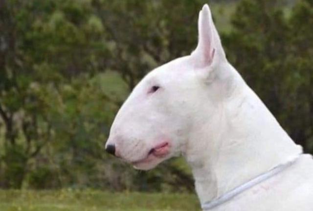 Bull Terrier azzanna bimba