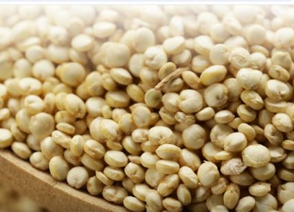 Conad richiama quinoa biologica, ocratossina superiore ai limiti prescritti