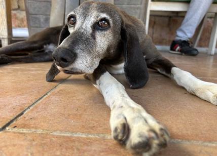 Cani abbandonati in cerca di padroni: te lo do io il canile. Il caso Palombara