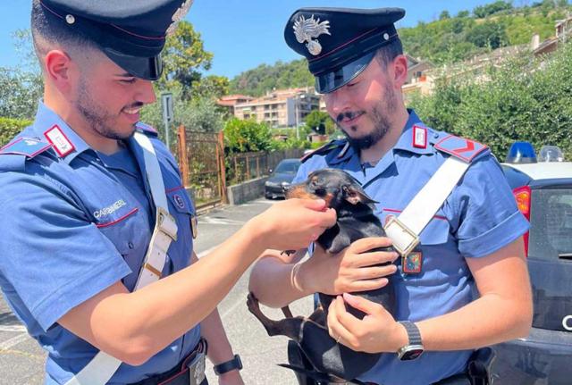 Bracciano, il cucciolo cade in un tombino: Tokyo salvato dai Carabinieri
