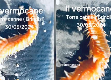 Vermocane invade il Sud d'Italia, incontro choc con un bagnante. VIDEO